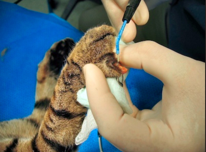 Radio Surgery Tool To Declaw Cats 