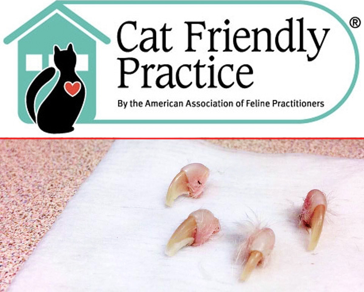 33 HQ Pictures Cat Declawing Prices Columbus Ohio / Laser Declawing How