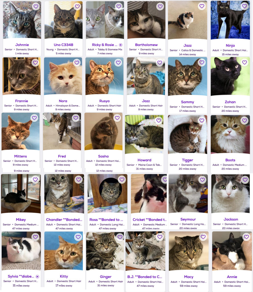Shelter Declawed cats near St Paul MN City the Kitty Official