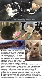 3 kitties collage