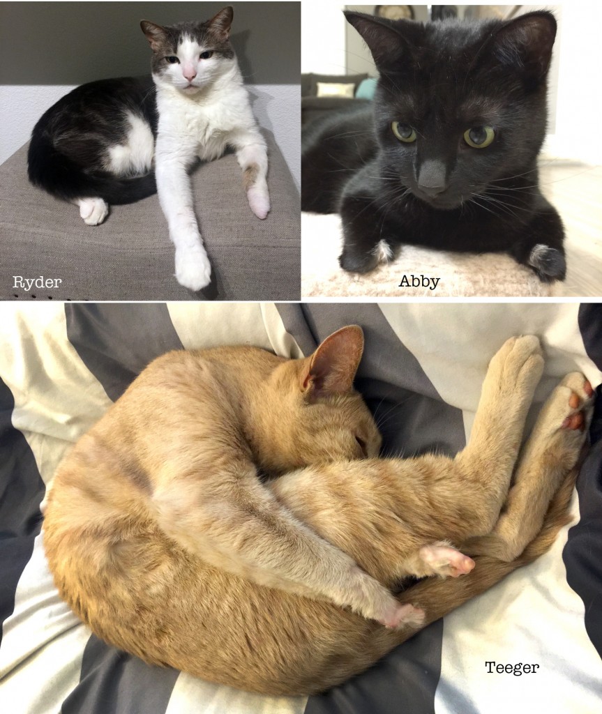 3 Kitties Collage1