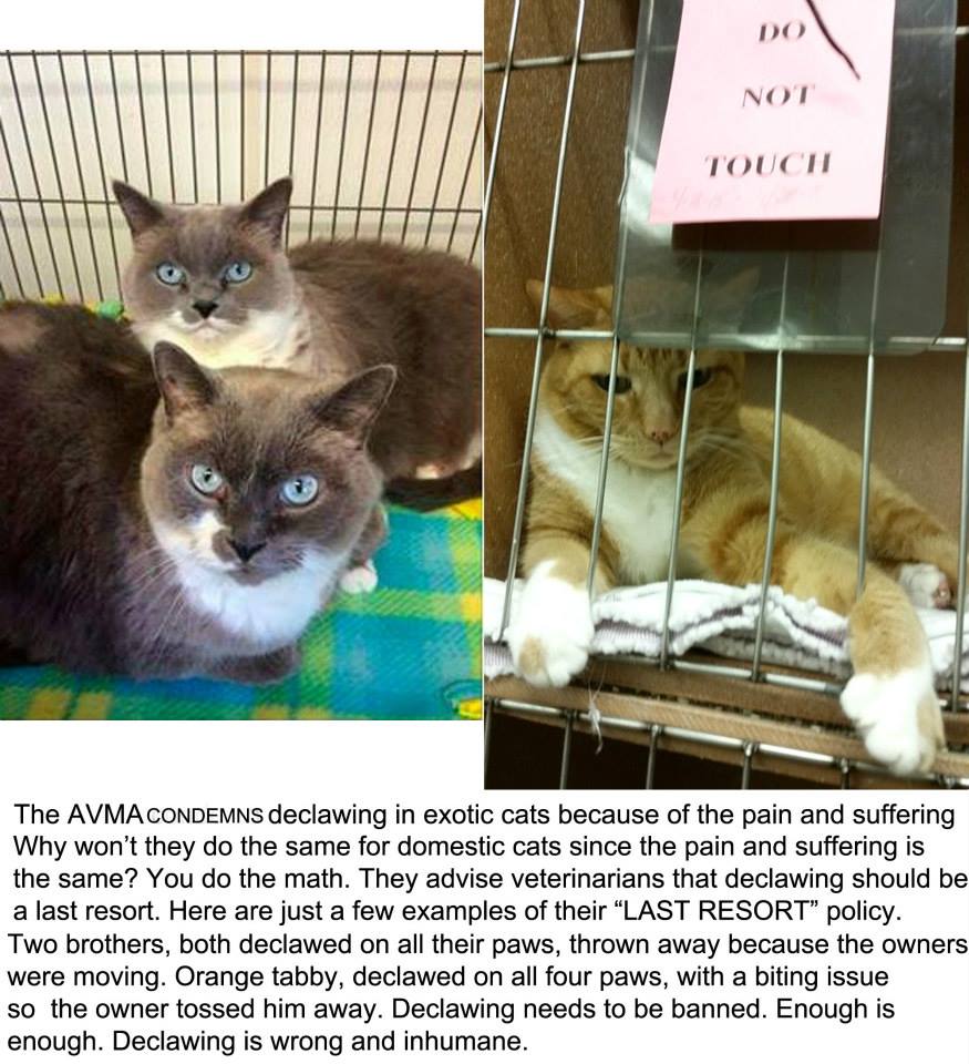 Shelter cats