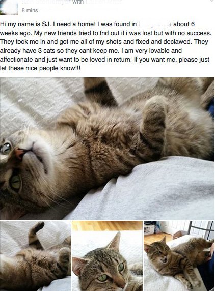 Declawed Rescue