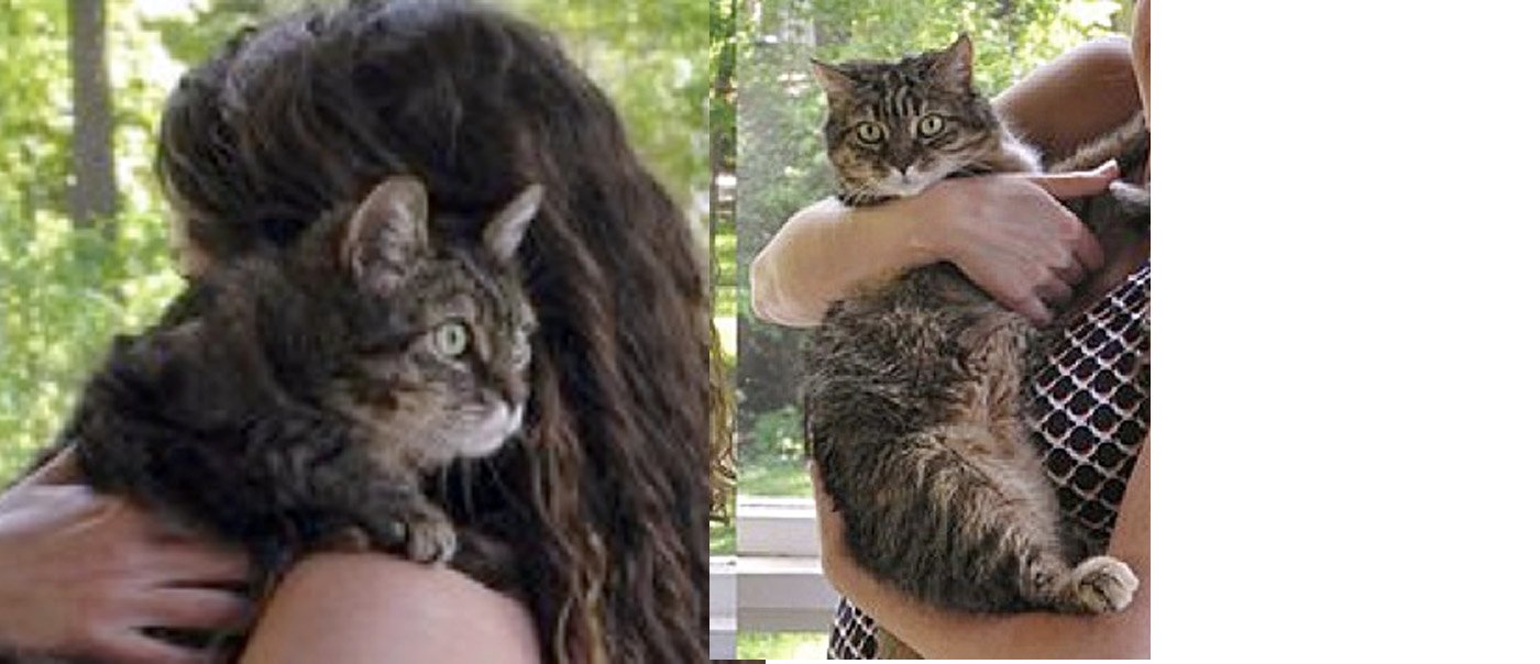 Declawing IS Animal Abuse and Cruelty City the Kitty Official