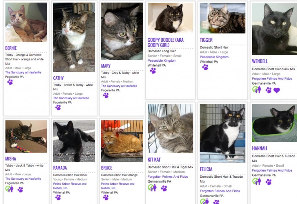 Declawed cat adoption near 2024 me