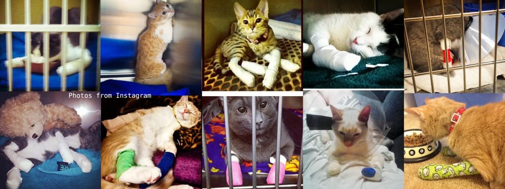 banner-declawed-kitties2