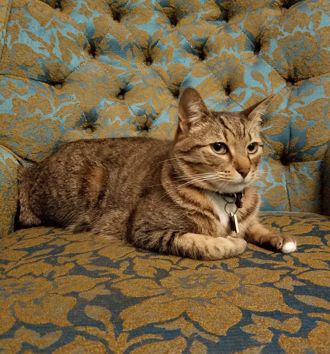 My Veterinarian Accidentally Declawed My Cat City the Kitty Official