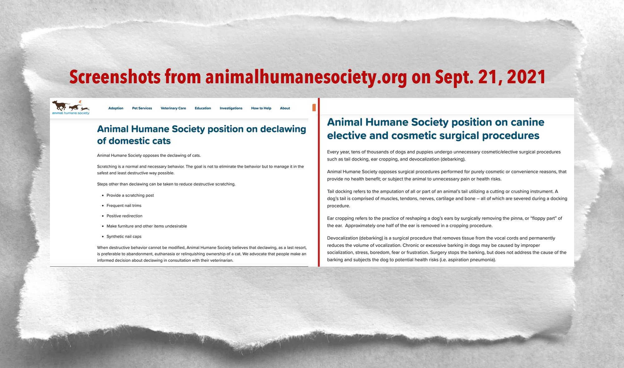 Does The Animal Humane Society Like Dogs More Than Cats? - City the ...