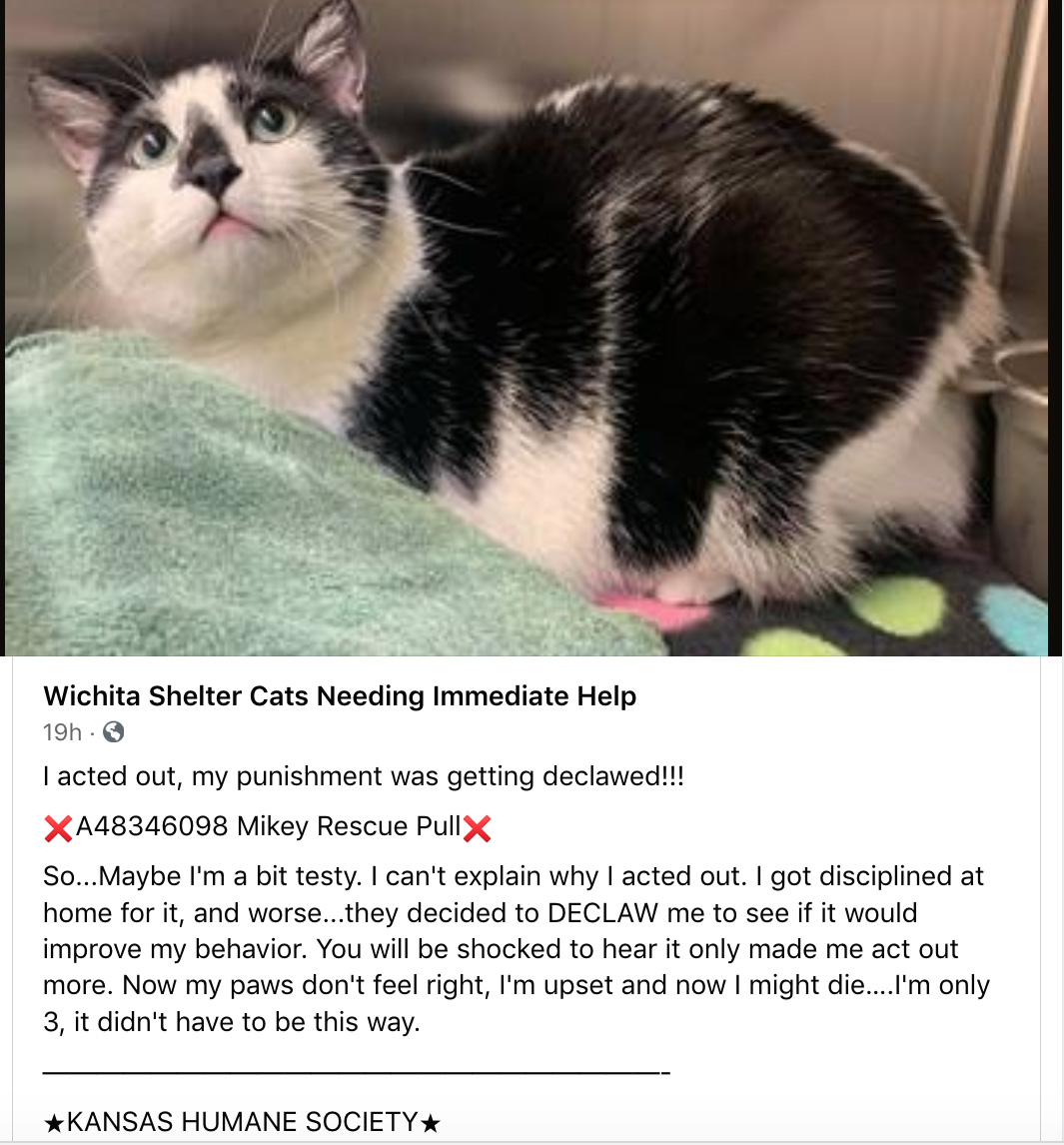 Kansas Humane Society Declawed Cat Mikey